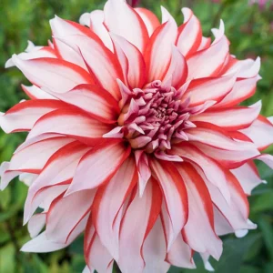 Dahlia Seeds - Pollinator Friendly Heirloom Flower Seeds Mix - 40 Seeds - Image 3