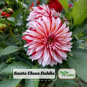 Dahlia Seeds - Pollinator Friendly Heirloom Flower Seeds Mix - 40 Seeds - Image 1