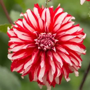 Dahlia Seeds - Pollinator Friendly Heirloom Flower Seeds Mix - 40 Seeds - Image 4