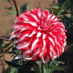 Dahlia Seeds - Pollinator Friendly Heirloom Flower Seeds Mix - 40 Seeds - Image 5