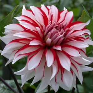 Dahlia Seeds - Pollinator Friendly Heirloom Flower Seeds Mix - 40 Seeds - Image 6
