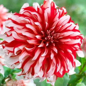 Dahlia Seeds - Pollinator Friendly Heirloom Flower Seeds Mix - 40 Seeds - Image 7