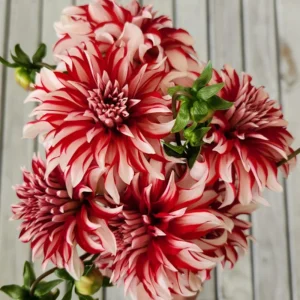 Dahlia Seeds - Pollinator Friendly Heirloom Flower Seeds Mix - 40 Seeds - Image 8