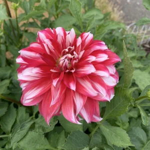 Dahlia Seeds - Pollinator Friendly Heirloom Flower Seeds Mix - 40 Seeds - Image 9