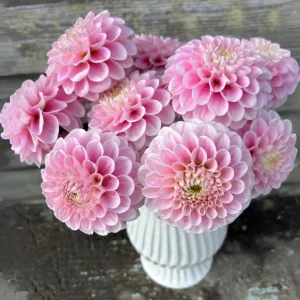 Dahlia Wizard of Oz Seeds - Pollinator Friendly, Open Pollinated Flower Mix - 40 Seeds - Image 10