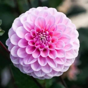 Dahlia Wizard of Oz Seeds - Pollinator Friendly, Open Pollinated Flower Mix - 40 Seeds - Image 11