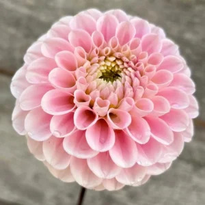 Dahlia Wizard of Oz Seeds - Pollinator Friendly, Open Pollinated Flower Mix - 40 Seeds - Image 12