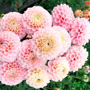 Dahlia Wizard of Oz Seeds - Pollinator Friendly, Open Pollinated Flower Mix - 40 Seeds - Image 13