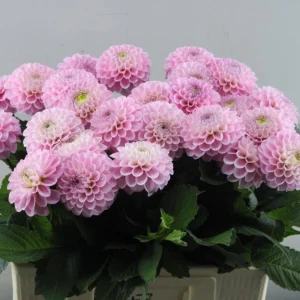 Dahlia Wizard of Oz Seeds - Pollinator Friendly, Open Pollinated Flower Mix - 40 Seeds - Image 16