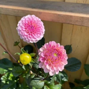 Dahlia Wizard of Oz Seeds - Pollinator Friendly, Open Pollinated Flower Mix - 40 Seeds - Image 17