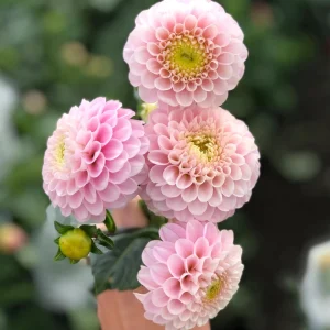Dahlia Wizard of Oz Seeds - Pollinator Friendly, Open Pollinated Flower Mix - 40 Seeds - Image 18
