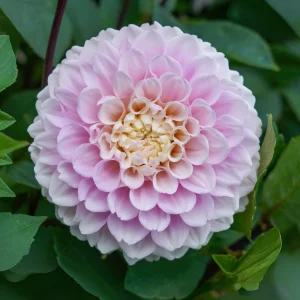 Dahlia Wizard of Oz Seeds - Pollinator Friendly, Open Pollinated Flower Mix - 40 Seeds - Image 19