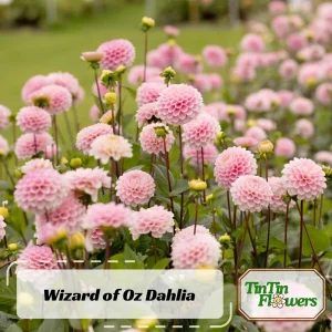 Dahlia Wizard of Oz Seeds - Pollinator Friendly, Open Pollinated Flower Mix - 40 Seeds - Image 2