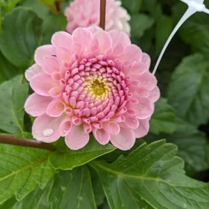 Dahlia Wizard of Oz Seeds - Pollinator Friendly, Open Pollinated Flower Mix - 40 Seeds - Image 3