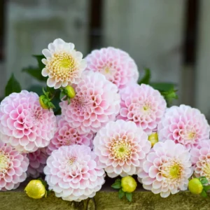 Dahlia Wizard of Oz Seeds - Pollinator Friendly, Open Pollinated Flower Mix - 40 Seeds - Image 4