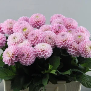 Dahlia Wizard of Oz Seeds - Pollinator Friendly, Open Pollinated Flower Mix - 40 Seeds - Image 5