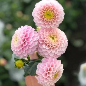 Dahlia Wizard of Oz Seeds - Pollinator Friendly, Open Pollinated Flower Mix - 40 Seeds - Image 7