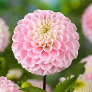 Dahlia Wizard of Oz Seeds - Pollinator Friendly, Open Pollinated Flower Mix - 40 Seeds - Image 8