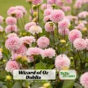 Dahlia Wizard of Oz Seeds - Pollinator Friendly, Open Pollinated Flower Mix - 40 Seeds - Image 1