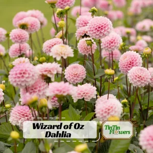 Dahlia Wizard of Oz Seeds - Pollinator Friendly, Open Pollinated Flower Mix - 40 Seeds - Image 1