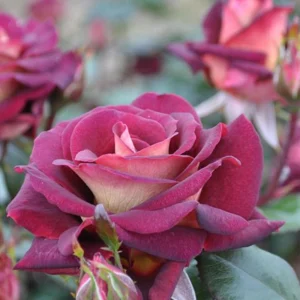 Dark Night Hybrid Tea Rose Seeds - 30 Count - Deep Velvety Blooms, Fragrant, Hardy, Non-GMO - Image 10