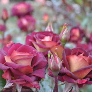 Dark Night Hybrid Tea Rose Seeds - 30 Count - Deep Velvety Blooms, Fragrant, Hardy, Non-GMO - Image 12