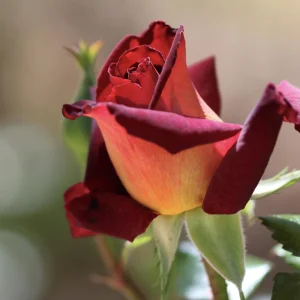 Dark Night Hybrid Tea Rose Seeds - 30 Count - Deep Velvety Blooms, Fragrant, Hardy, Non-GMO - Image 14