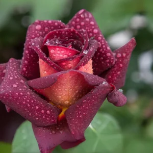 Dark Night Hybrid Tea Rose Seeds - 30 Count - Deep Velvety Blooms, Fragrant, Hardy, Non-GMO - Image 15