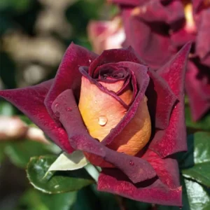 Dark Night Hybrid Tea Rose Seeds - 30 Count - Deep Velvety Blooms, Fragrant, Hardy, Non-GMO - Image 2