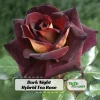 Dark Night Hybrid Tea Rose Seeds - 30 Count - Deep Velvety Blooms, Fragrant, Hardy, Non-GMO - Image 1