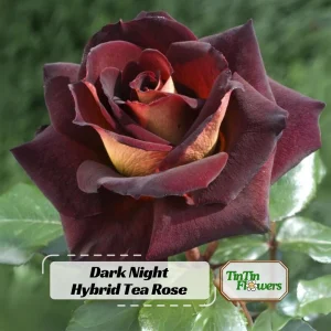 Dark Night Hybrid Tea Rose Seeds - 30 Count - Deep Velvety Blooms, Fragrant, Hardy, Non-GMO - Image 1