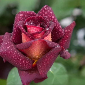 Dark Night Hybrid Tea Rose Seeds - 30 Count - Deep Velvety Blooms, Fragrant, Hardy, Non-GMO - Image 3