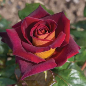 Dark Night Hybrid Tea Rose Seeds - 30 Count - Deep Velvety Blooms, Fragrant, Hardy, Non-GMO - Image 4