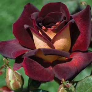 Dark Night Hybrid Tea Rose Seeds - 30 Count - Deep Velvety Blooms, Fragrant, Hardy, Non-GMO - Image 5