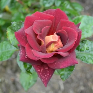Dark Night Hybrid Tea Rose Seeds - 30 Count - Deep Velvety Blooms, Fragrant, Hardy, Non-GMO - Image 6