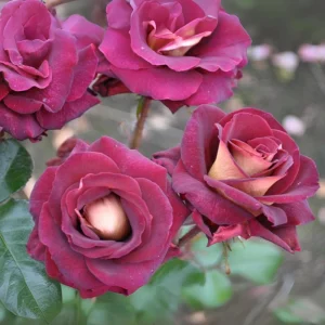 Dark Night Hybrid Tea Rose Seeds - 30 Count - Deep Velvety Blooms, Fragrant, Hardy, Non-GMO - Image 7