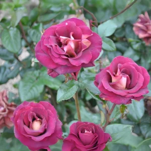 Dark Night Hybrid Tea Rose Seeds - 30 Count - Deep Velvety Blooms, Fragrant, Hardy, Non-GMO - Image 8