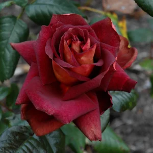 Dark Night Hybrid Tea Rose Seeds - 30 Count - Deep Velvety Blooms, Fragrant, Hardy, Non-GMO - Image 9