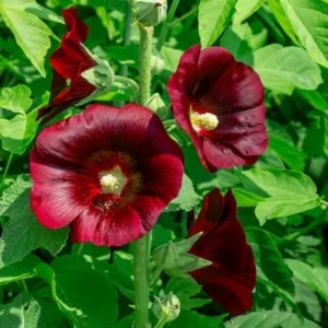Dark Red Hollyhock Seeds - Alcea rosea - 20 Seeds - Tall Crimson Red Blooms - Image 10
