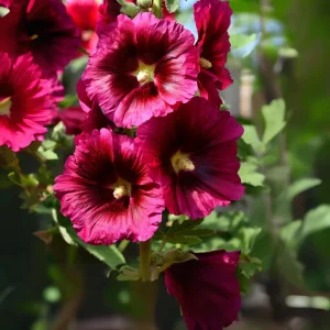 Dark Red Hollyhock Seeds - Alcea rosea - 20 Seeds - Tall Crimson Red Blooms - Image 11