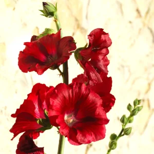 Dark Red Hollyhock Seeds - Alcea rosea - 20 Seeds - Tall Crimson Red Blooms - Image 14