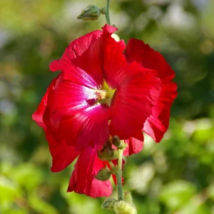 Dark Red Hollyhock Seeds - Alcea rosea - 20 Seeds - Tall Crimson Red Blooms - Image 15