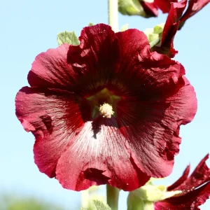 Dark Red Hollyhock Seeds - Alcea rosea - 20 Seeds - Tall Crimson Red Blooms - Image 16
