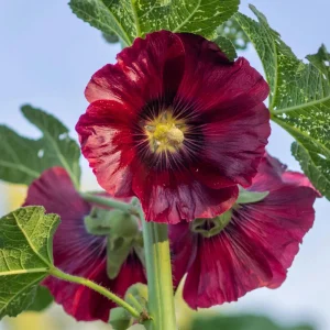 Dark Red Hollyhock Seeds - Alcea rosea - 20 Seeds - Tall Crimson Red Blooms - Image 2