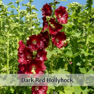 Dark Red Hollyhock Seeds - Alcea rosea - 20 Seeds - Tall Crimson Red Blooms - Image 3
