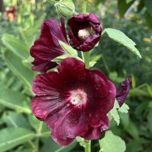 Dark Red Hollyhock Seeds - Alcea rosea - 20 Seeds - Tall Crimson Red Blooms - Image 4