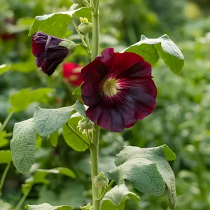 Dark Red Hollyhock Seeds - Alcea rosea - 20 Seeds - Tall Crimson Red Blooms - Image 5