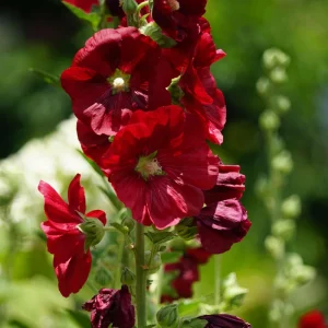 Dark Red Hollyhock Seeds - Alcea rosea - 20 Seeds - Tall Crimson Red Blooms - Image 6