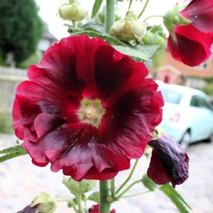 Dark Red Hollyhock Seeds - Alcea rosea - 20 Seeds - Tall Crimson Red Blooms - Image 7