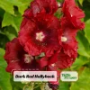 Dark Red Hollyhock Seeds - Alcea rosea - 20 Seeds - Tall Crimson Red Blooms - Image 1